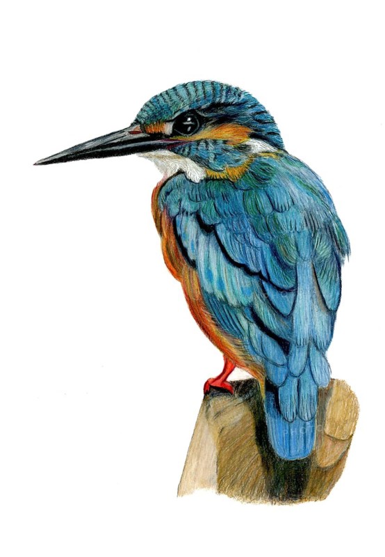 Coloured pencil drawing of a kingfisher standing on a branch looking to the left, white background