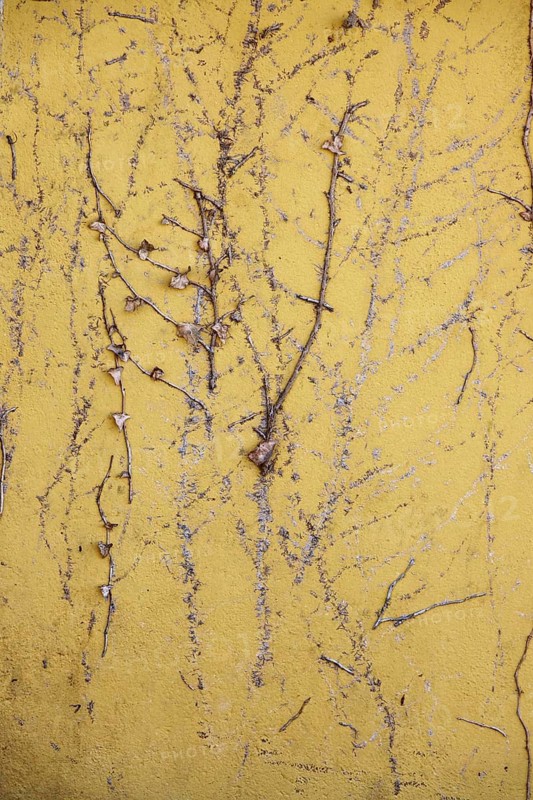 Yellow house wall with traces of ivy, Germany