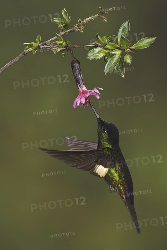 Buff-winged Starfrontlet (Coeligena lutetiae), Ecuador