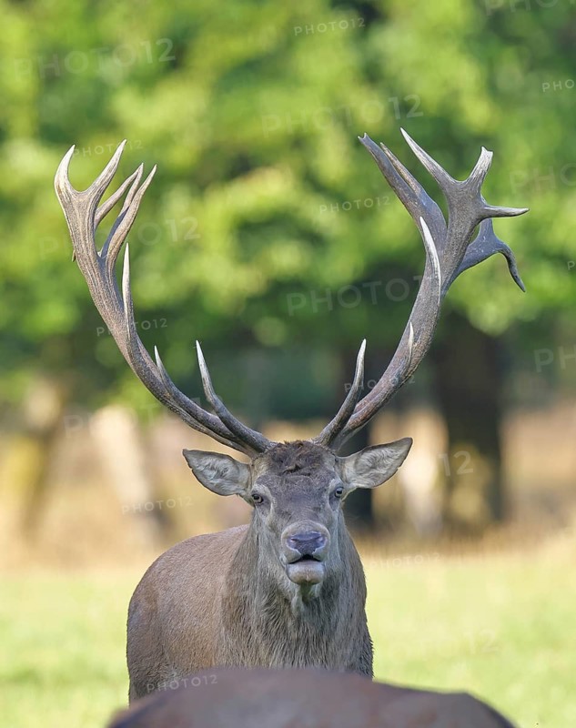 Red deer (Cervus elaphus) during the rutting season, a capital stag roaring in a forest clearing, animal portrait, wildlife, Sauerland, North Rhine-Westphalia, Germany