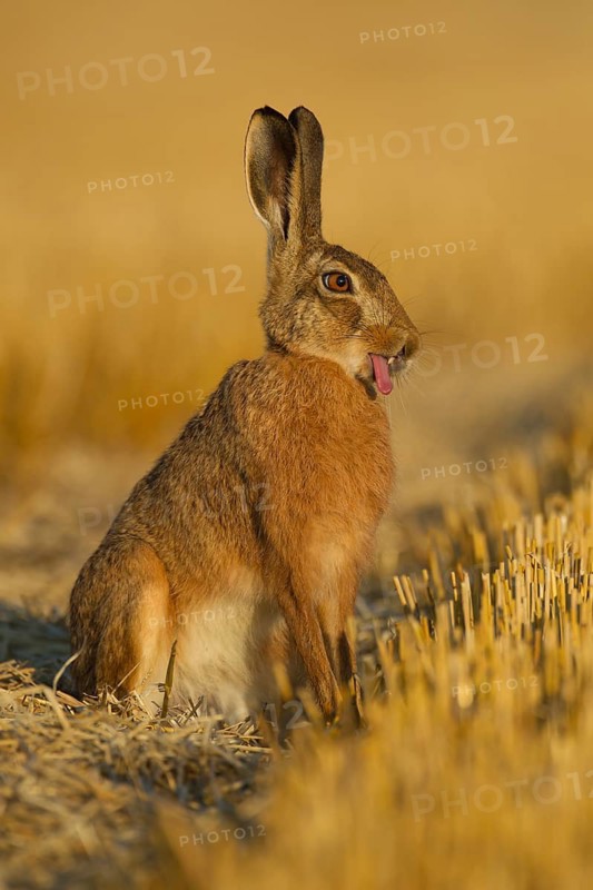 European brown hare (Lepus europaeus) adult funny humour animal sticking its tongue out in a farmland stubble field in summer, Norfolk, England, United Kingdom
