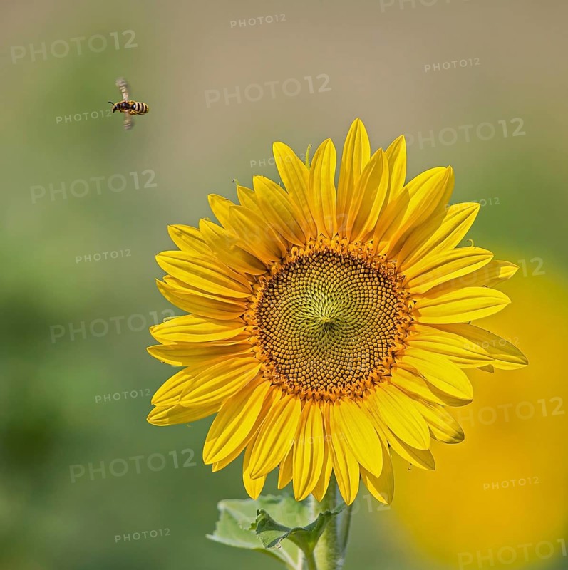 Honigbiene (Apis mellifera) sammelt Nektar und fliegt neben blühender Sonnenblume (Helianthus annuus), Hessen, Deutschland