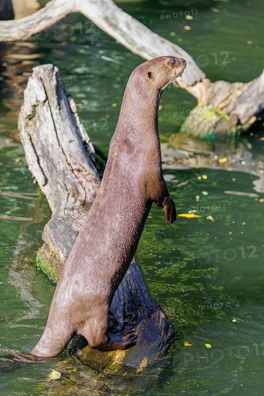 A giant otter or giant river otter (Pteronura brasiliensis) stands upright on a rotten tree trunk lying in the water and observes something
