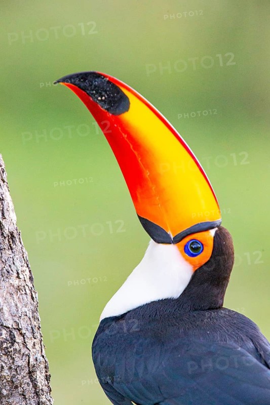 Giant toucan (Ramphastos toco) Pantanal Brazil