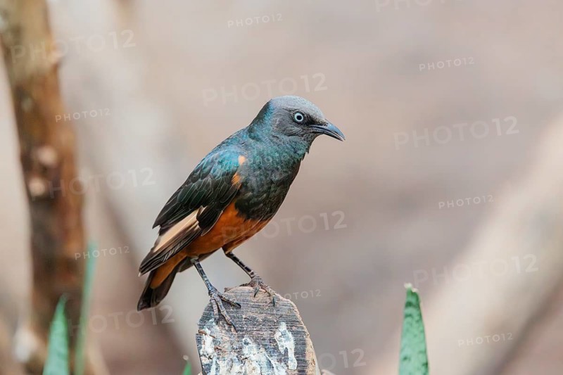 A female red-winged starling (Onychognathus morio) sits on a cut branch. Ethiopia, Kenya, Tanzania, Zambia, Mozambique, Zimbabwe, South Africa