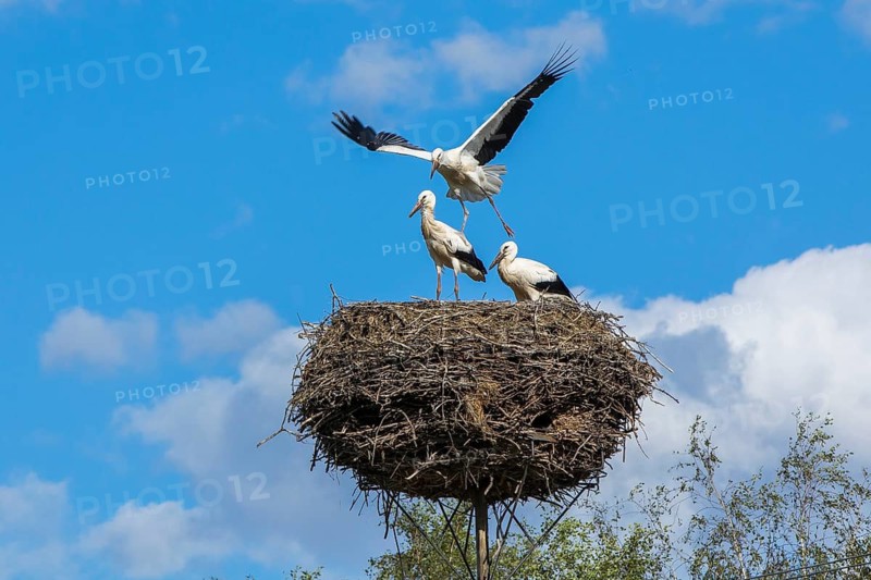 White Stork (Ciconia ciconia) juveniles in nest, Mecklenburg-Western Pomerania, Germany