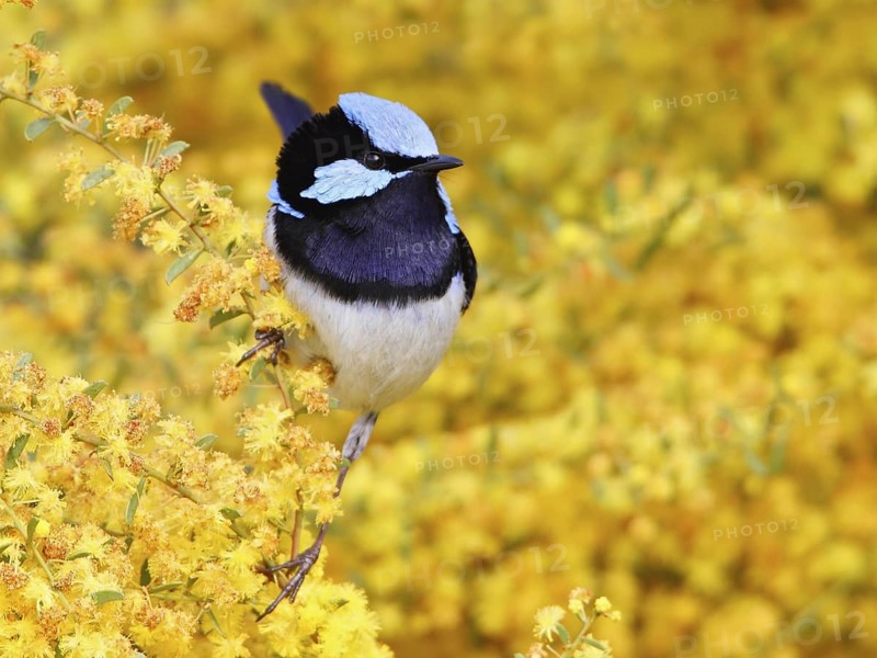 Superb Fairywren (Malurus cyaneus) male, Victoria, Australia