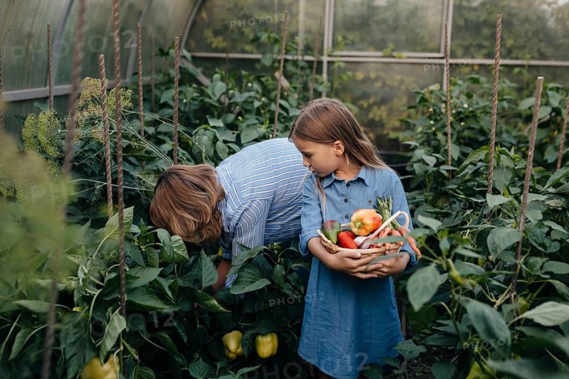 Mother and daughter enjoy harvesting fresh vegetables in a lush greenhouse. The mother inspects plants, while the daughter holds a basket of ripe produce, showcasing teamwork and nature