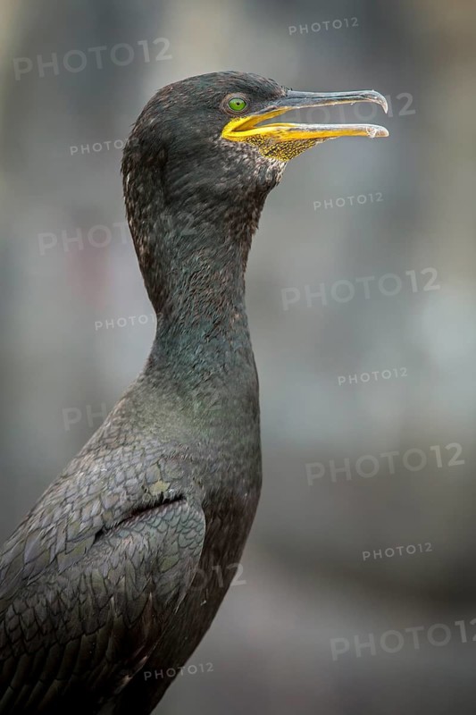 European Shag (Phalacrocorax aristotelis) adult portrait, Farne Islands, United Kingdom