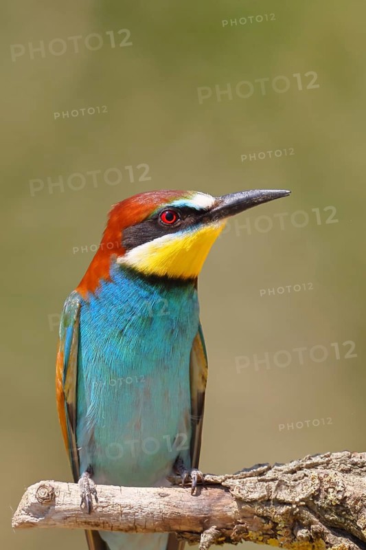 European bee-eater (Merops apiaster) sitting on a branch, animal portrait, Lake Neusiedl, Burgenland, Austria