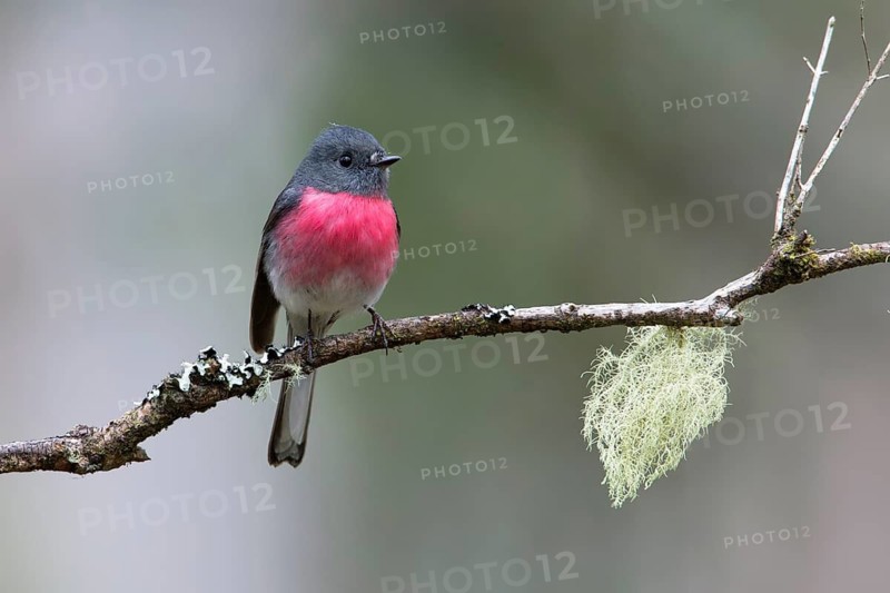 Rose Robin (Petroica rosea) male perched on a branch, Victoria, Australia