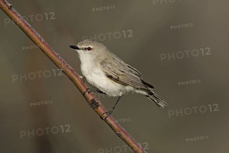 Western Gerygone (Gerygone fusca), Victoria, Australia