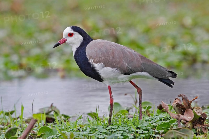Long-toed Lapwing (Vanellus crassirostris), Lake Naivasha, Kenya