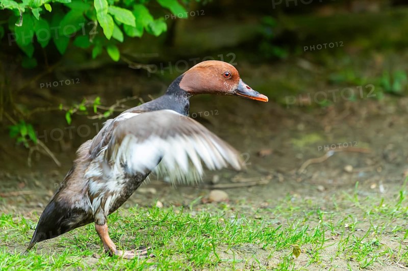 Red-crested pochard (Netta rufina) shaking its wings while standing on the ground, Bavaria, Germany