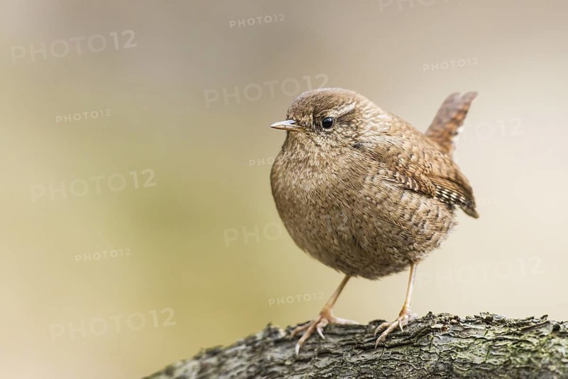 Eurasian Wren (Troglodytes troglodytes), Bavaria, Germany