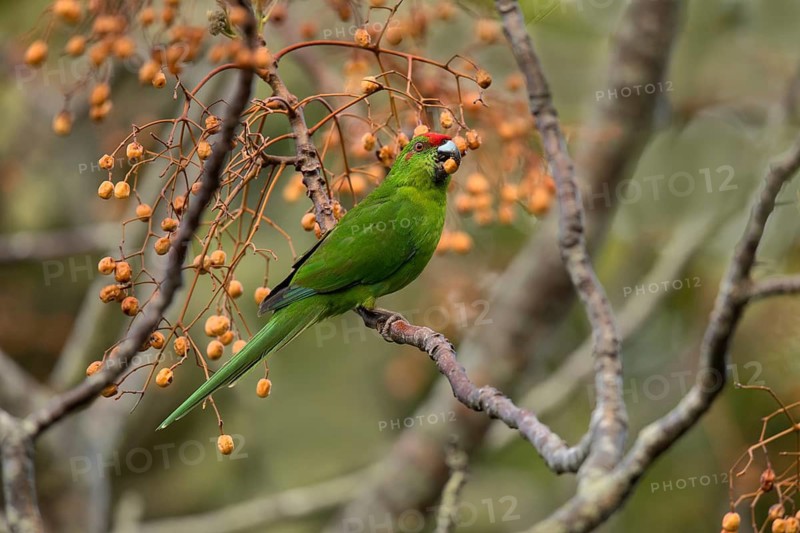 Norfolk Parakeet (Cyanoramphus cookii) feeding on fruits in a tree, Norfolk Island, Australia