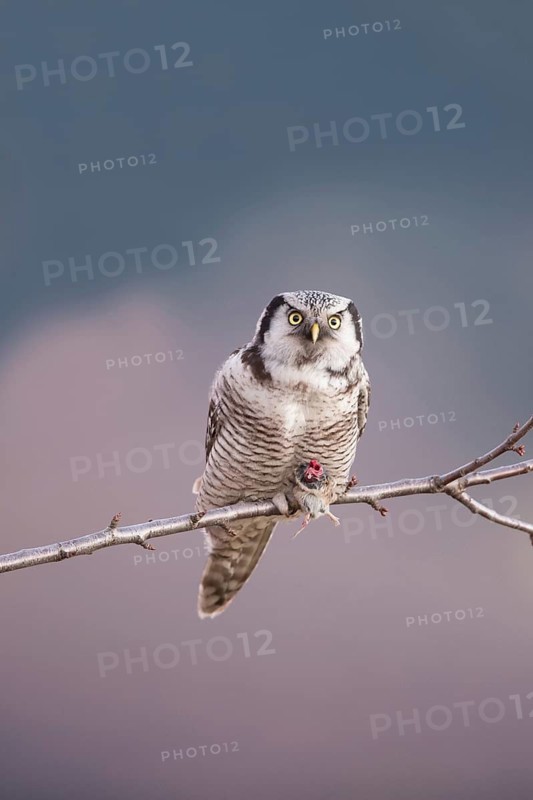 Northern Hawk-Owl (Surnia ulula), Saxony, Germany