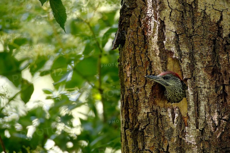 European Green Woodpecker (Picus viridis) juvenile in breeding cavity, Piedmont, Italy