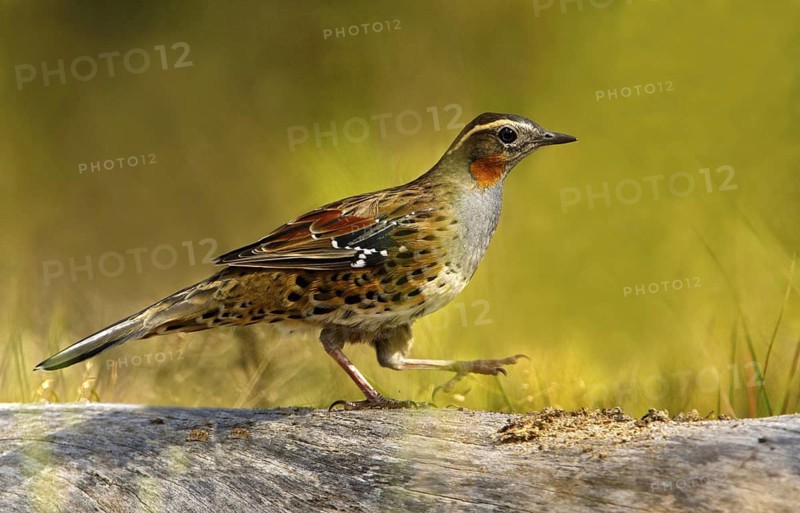 Spotted Quail-thrush (Cinclosoma punctatum) female, New South Wales, Australia