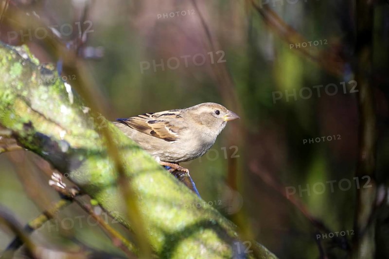 House Sparrow (Passer domesticus), female, tree, sunlight, winter, colours