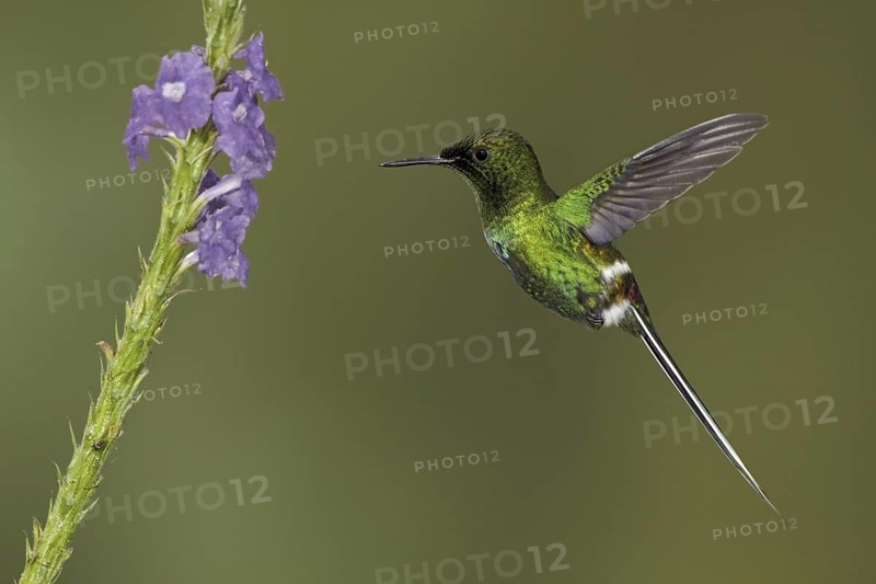Black-bellied Thorntail (Discosura langsdorffi), Ecuador