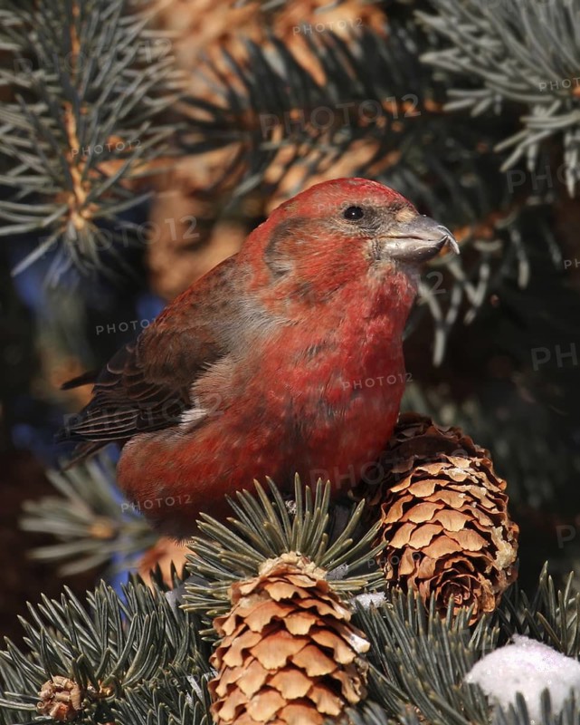 Red Crossbill (Loxia curvirostra) male, Saskatchewan, Canada