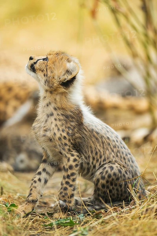 Cheetah (Acinonyx jubatus) youngster sitting on the ground, captive, occurrence Africa