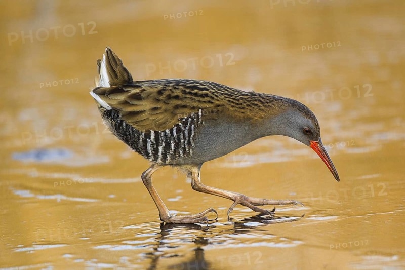 Water Rail (Rallus aquaticus), Cheshire, United Kingdom