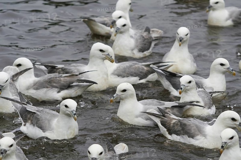 Northern Fulmar (Fulmarus glacialis), Iceland