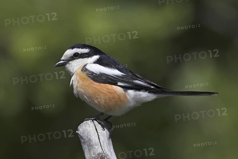 Masked Shrike (Lanius nubicus) male, Lesvos, Greece