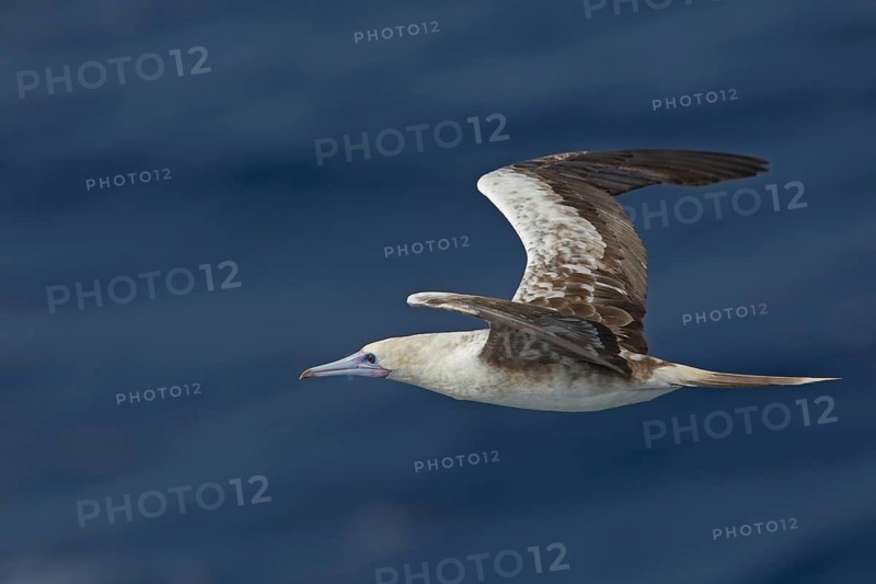 Red-footed Booby (Sula sula) flying, Northern Atlantic Ocean