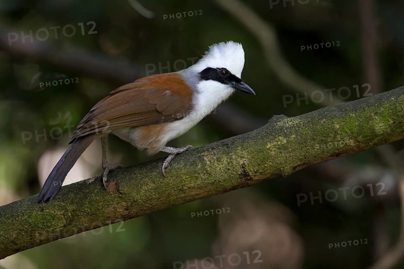 White-crested Laughingthrush (Garrulax leucolophus), Thailand