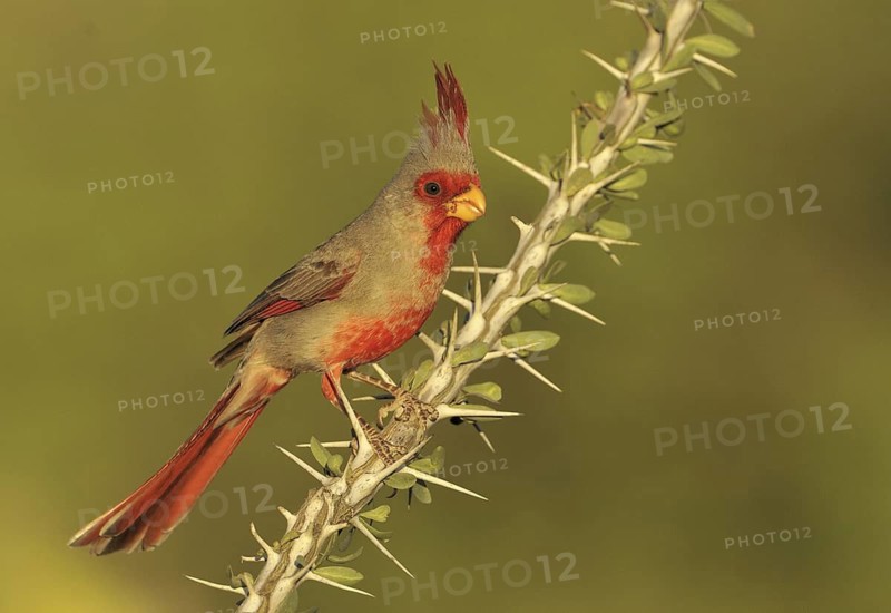 Pyrrhuloxia (Cardinalis sinuatus) male, Texas, USA