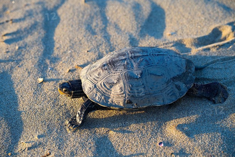 Turtle on sandy ground, illuminated by warm sunlight, Balkan pond turtle (Mauremys rivulata), Balkan stream turtle, Ayvalik, Aegean Sea, Turkey