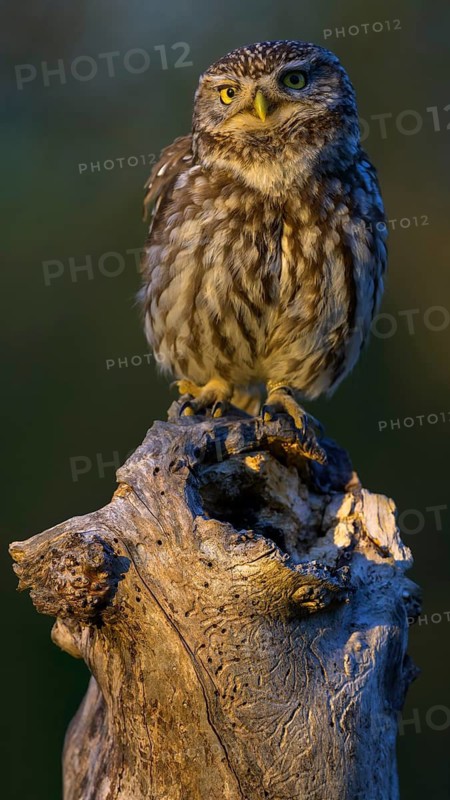 Little Owl (Athene noctua), sitting on an apple tree branch in the evening light, Biosphere Reserve, Swabian Alb, Baden-Württemberg, Germany