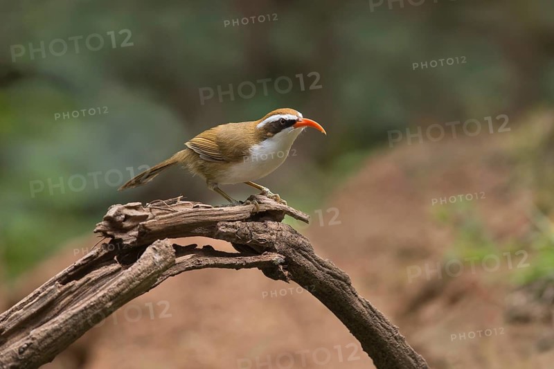 Red-billed Scimitar Babbler (Pomatorhinus ochraceiceps), Yunnan, China
