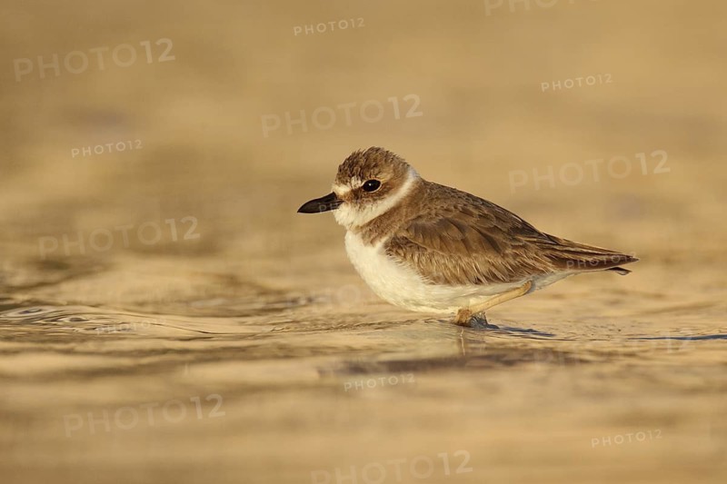 Wilson's Plover (Charadrius wilsonia), Florida, USA