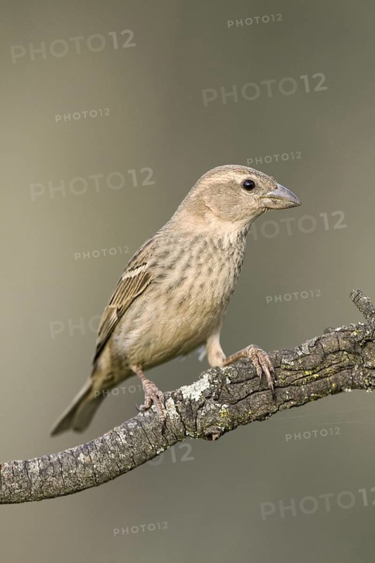Spanish Sparrow (Passer hispaniolensis) female, Castile-La Mancha, Spain