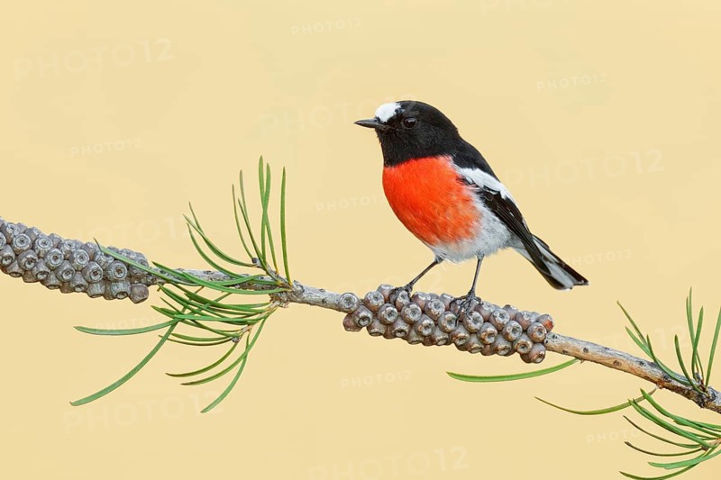 Scarlet Robin (Petroica boodang) male, Victoria, Australia