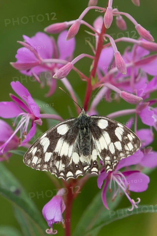 Marbled white (Melanargia galathea) butterfly adult resting on a Rosebay willowherb flower, Suffolk, England, United Kingdom