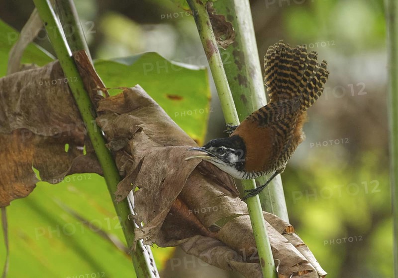Bay Wren (Cantorchilus nigricapillus), Los Rios, Ecuador