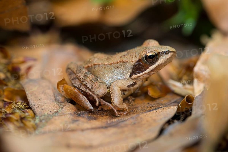 Jumping frog (Rana dalmatina) in the Mönchbruch nature reserve, Mönchbruch nature reserve, Rüsselsheim am Main, Hesse, Germany