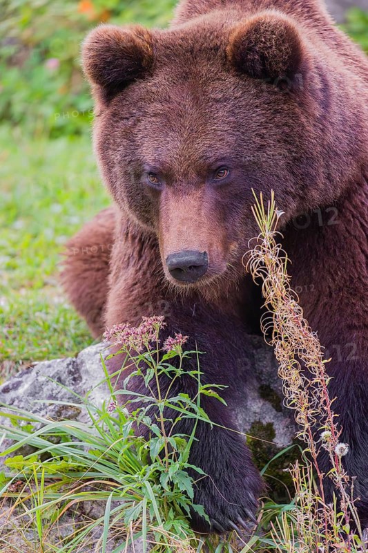 A young male Eurasian brown bear (Ursus arctos arctos) sits on a meadow behind some vegetation