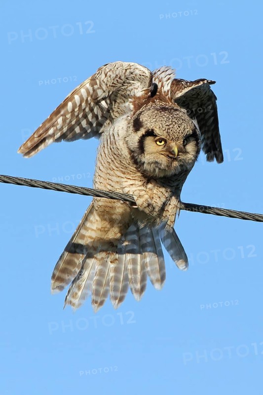 Northern Hawk-Owl (Surnia ulula), Varanger, Norway