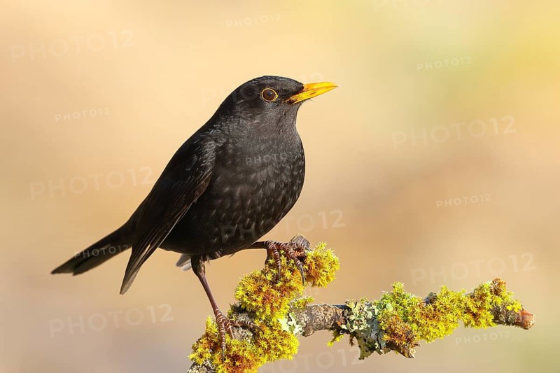 Blackbird (Turdus merula), adult male sitting on a branch covered with moss and lichen, wildlife, thrushes, winter, nature photography, feeding, winter, Siegerland, North Rhine-Westphalia, Germany