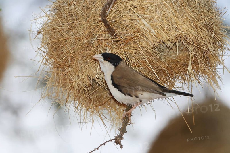 Black-capped social weaver, Pseudonigrita cabanisi