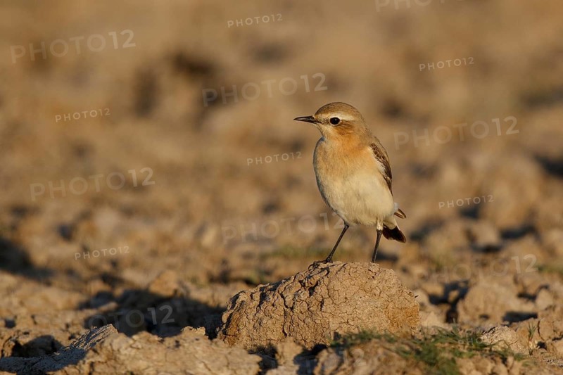 Isabelline Wheatear (Oenanthe isabellina), Greece