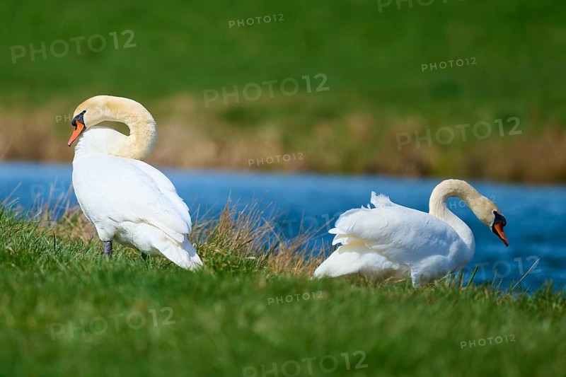 Two swans in an elegant pose at the edge of a lake, Mute Swan (Cygnus olor), spring, bird island, Altmühlsee, Muhr am See, Gunzenhausen, Franconian Lake District, Bavaria, Germany
