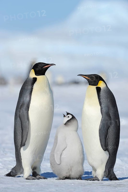 Emperor penguins, Aptenodytes forsteri, pair with chicks, Snow Hill Island, Antarctic Peninsula, Antarctica