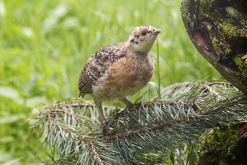 Western Capercaillie (Tetrao urogallus) juvenile, Bavaria, Germany